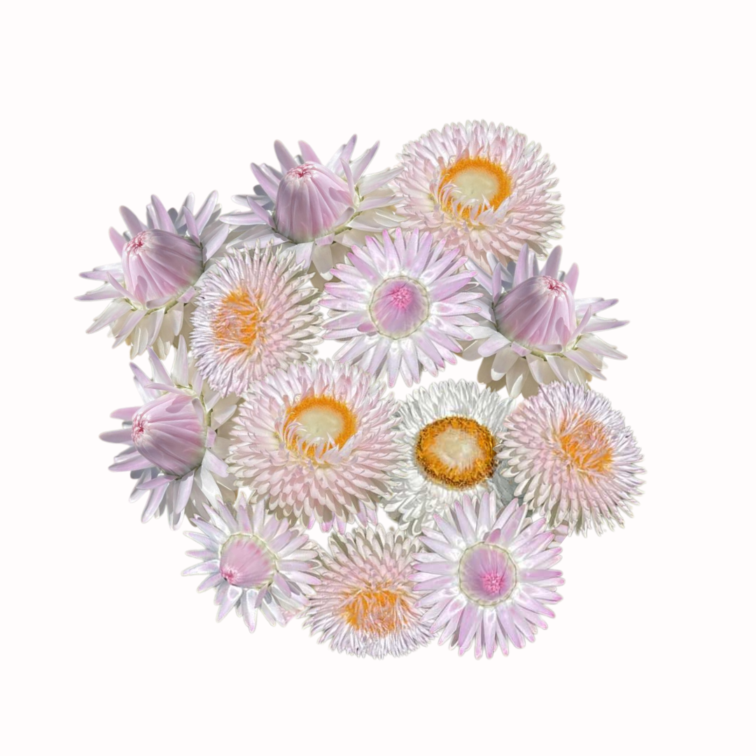 Kocanki ogrodowe - King Size Silvery Rose