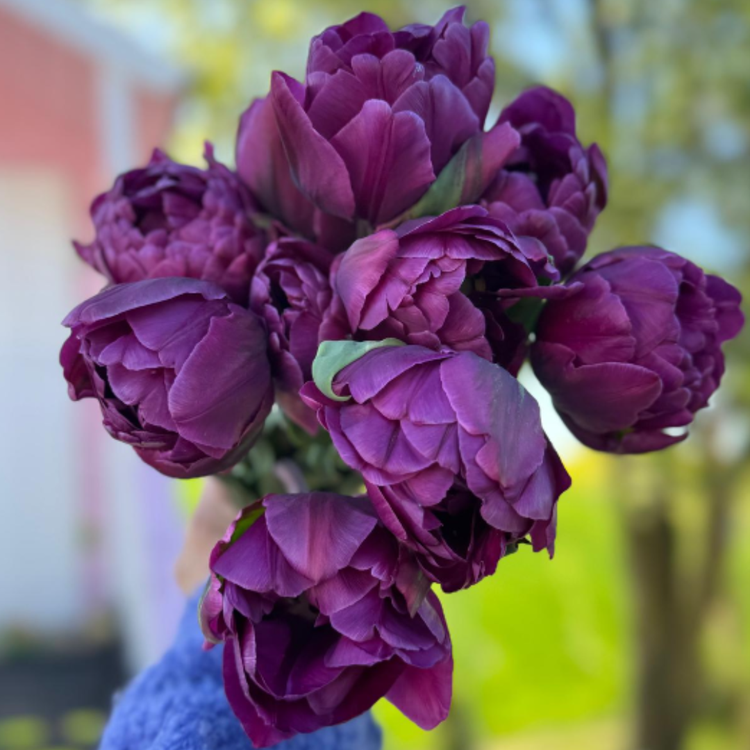Tulipan Blue Diamond - zestaw 10 szt.