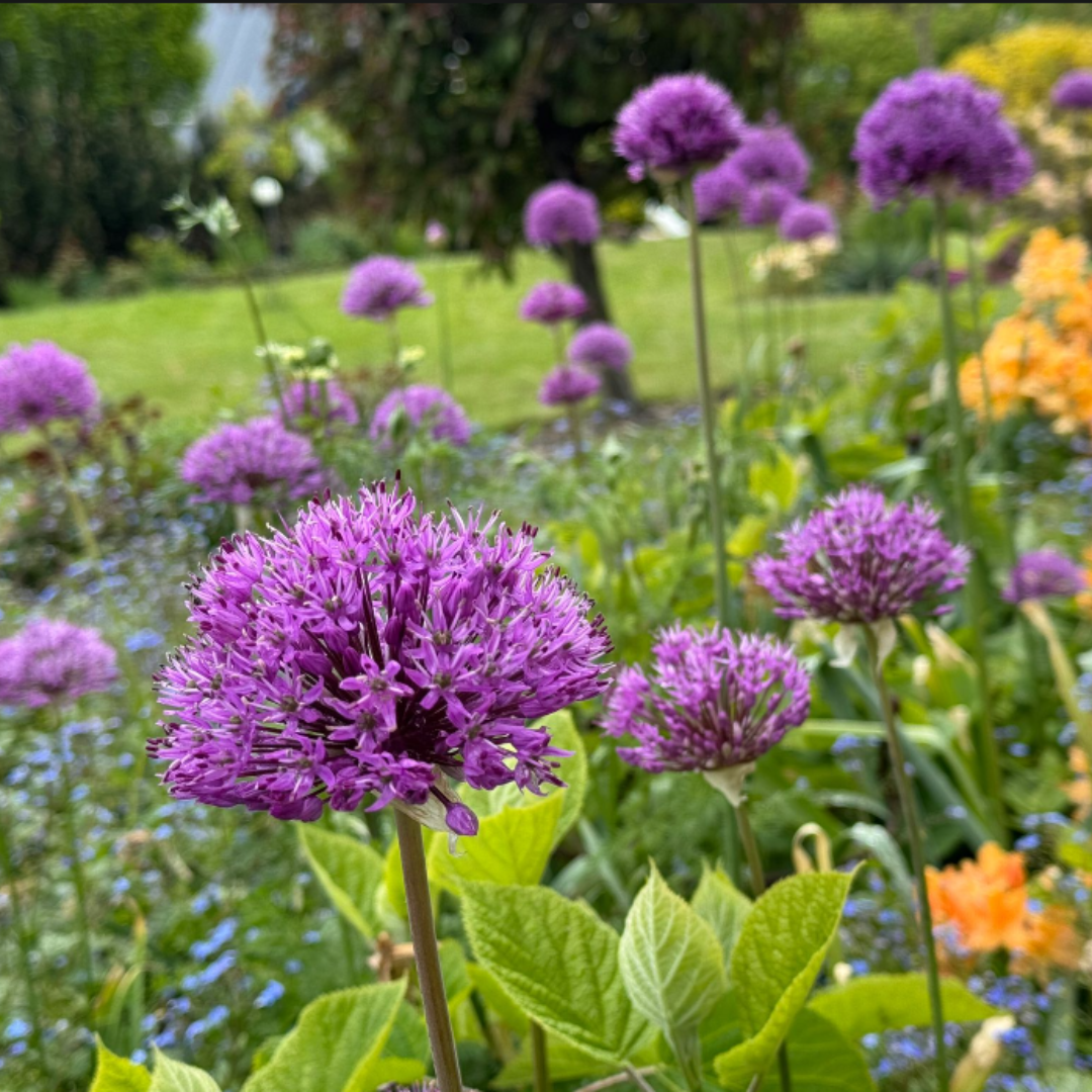 Czosnek ozdobny Purple Sensation - zestaw 30 szt.