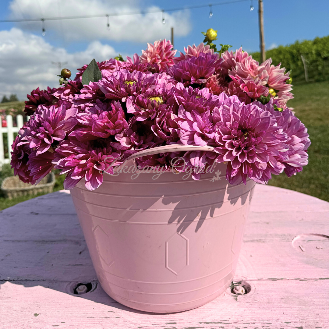 Dalia Creme de Cassis - karpa