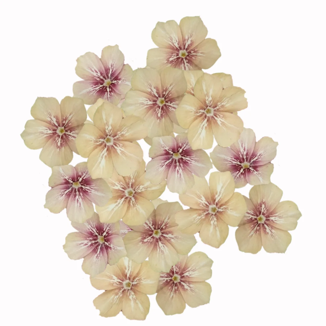 Floks Drummonda - Grandiflora Creme Brulee