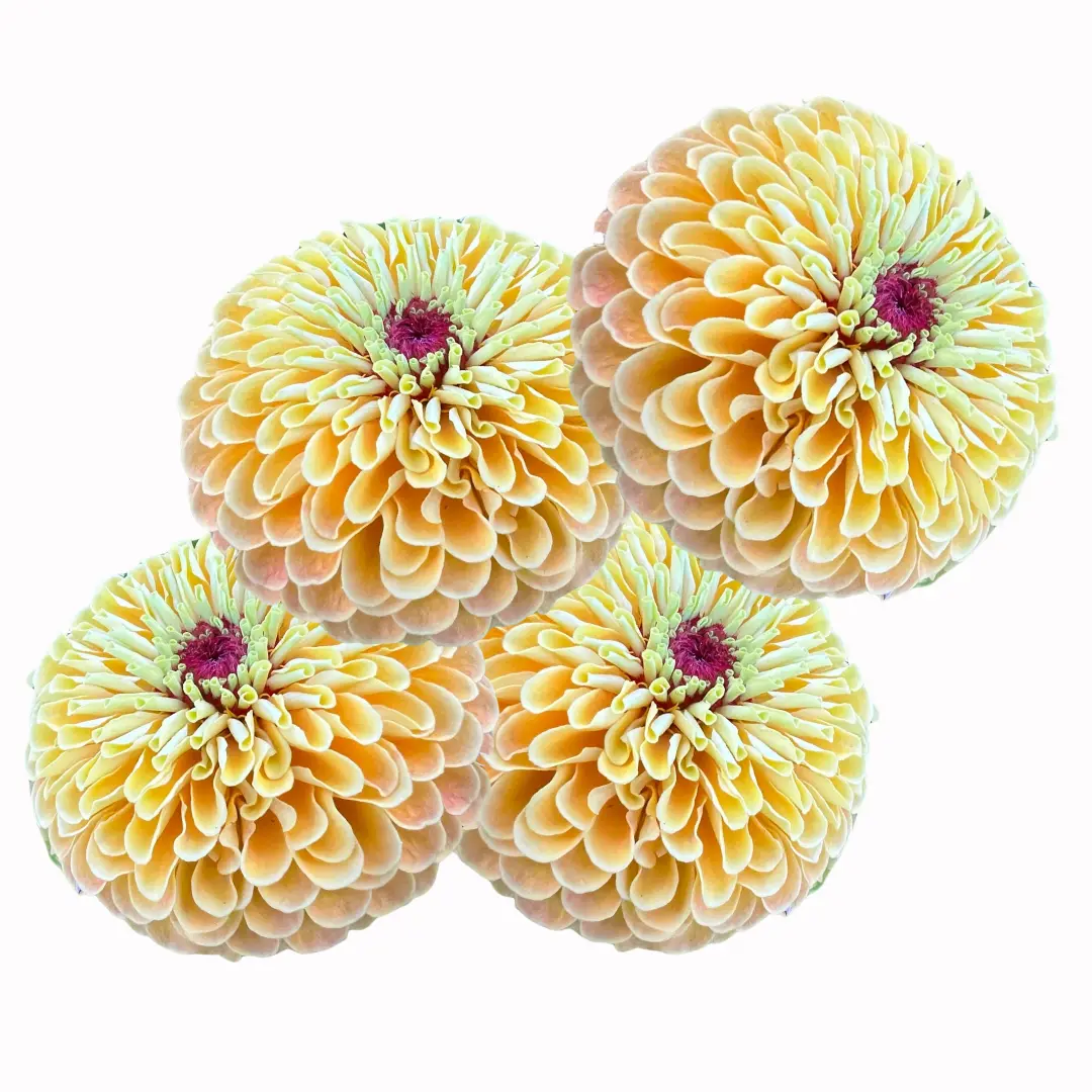 Cynie - Queen Lemon Peach