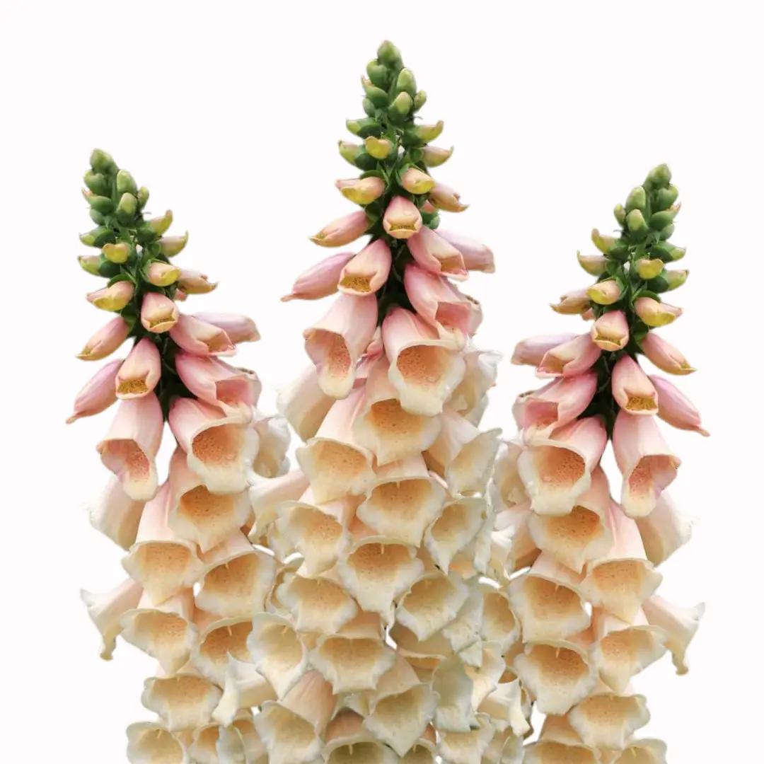 Naparstnica purpurowa - Digitalis Dalmatian Peach